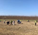 3000 de puieți de salcâm au fost plantați pe Centura de Est a Ploieștiului