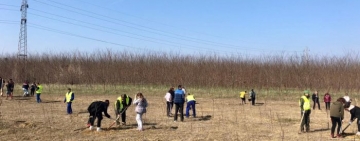 3000 de puieți de salcâm au fost plantați pe Centura de Est a Ploieștiului