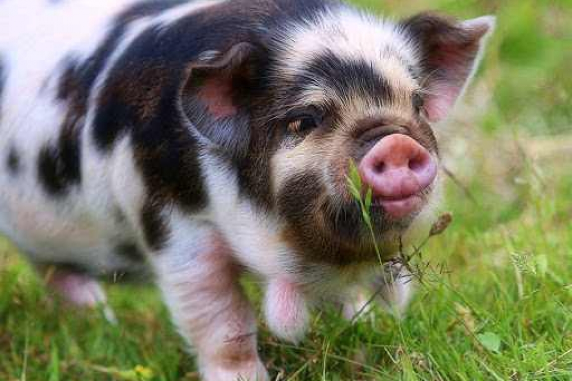 Românii nu vor mai putea crește porci în aer liber! Ordin ANSVSA