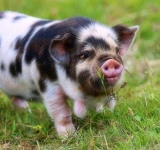 Românii nu vor mai putea crește porci în aer liber! Ordin ANSVSA