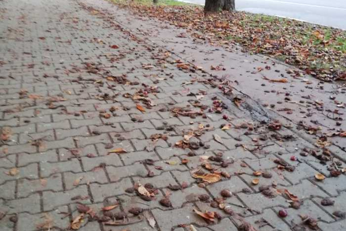 Sufocat de castane, frunze mucegăite și rahat de cioară