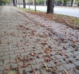 Sufocat de castane, frunze mucegăite și rahat de cioară
