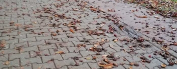 Sufocat de castane, frunze mucegăite și rahat de cioară