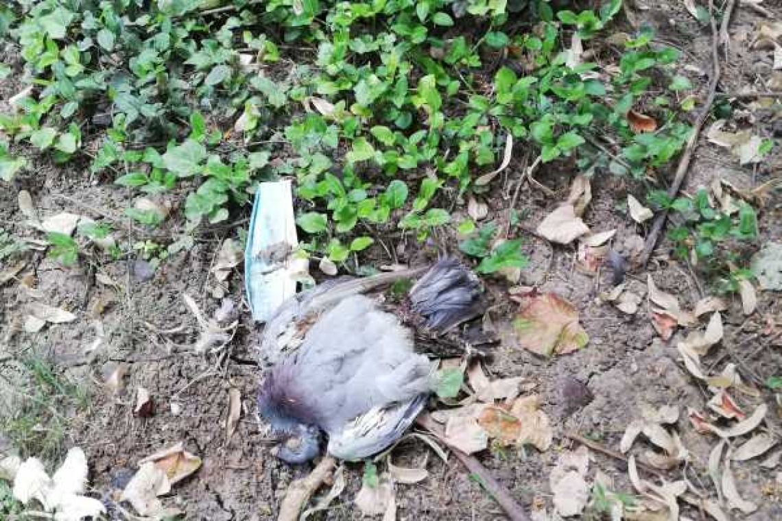 Cadavre de păsări sufocate de caniculă zac printre copaci pe Bulevardul Independenței