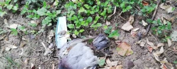 Cadavre de păsări sufocate de caniculă zac printre copaci pe Bulevardul Independenței