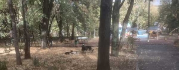 Parcul Eminescu a fost invadat de maidanezi! Nu se ia nicio măsură!